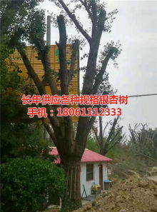 遠(yuǎn)森銀杏苗木種植專業(yè)合作社 深耕銀杏產(chǎn)業(yè)，從苗木到果實(shí)的全鏈條發(fā)展