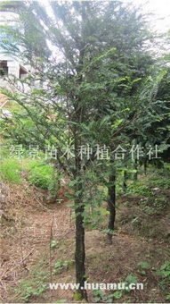 8公分南方紅豆杉 綠景苗木種植合作社的專業(yè)栽培與價(jià)值