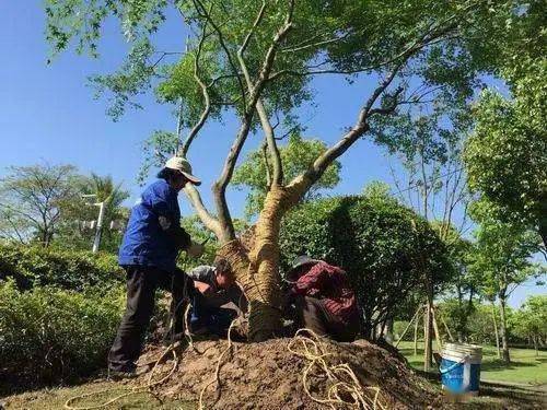 樹木移栽后的關(guān)鍵養(yǎng)護(hù)管理要點(diǎn)