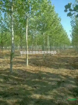 鄆城縣嘉通綠化苗木種植場 打造綠色生態，推動樹木種植產業化發展